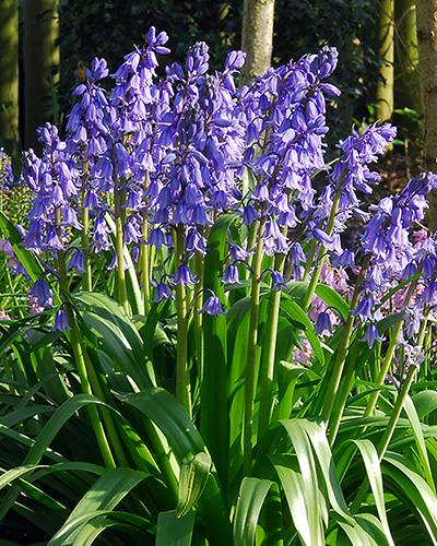 Hyacinthoides hispanica Excelsior.jpg